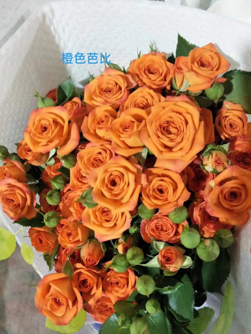 包邮优质多头玫瑰ABC级10支+高端顺丰空运/挑颜色备注