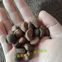 新采油茶种子红花大果油茶种子白花油茶茶花油茶油茶树籽
