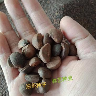 新采油茶种子红花大果油茶种子白花油茶茶花油茶油茶树籽