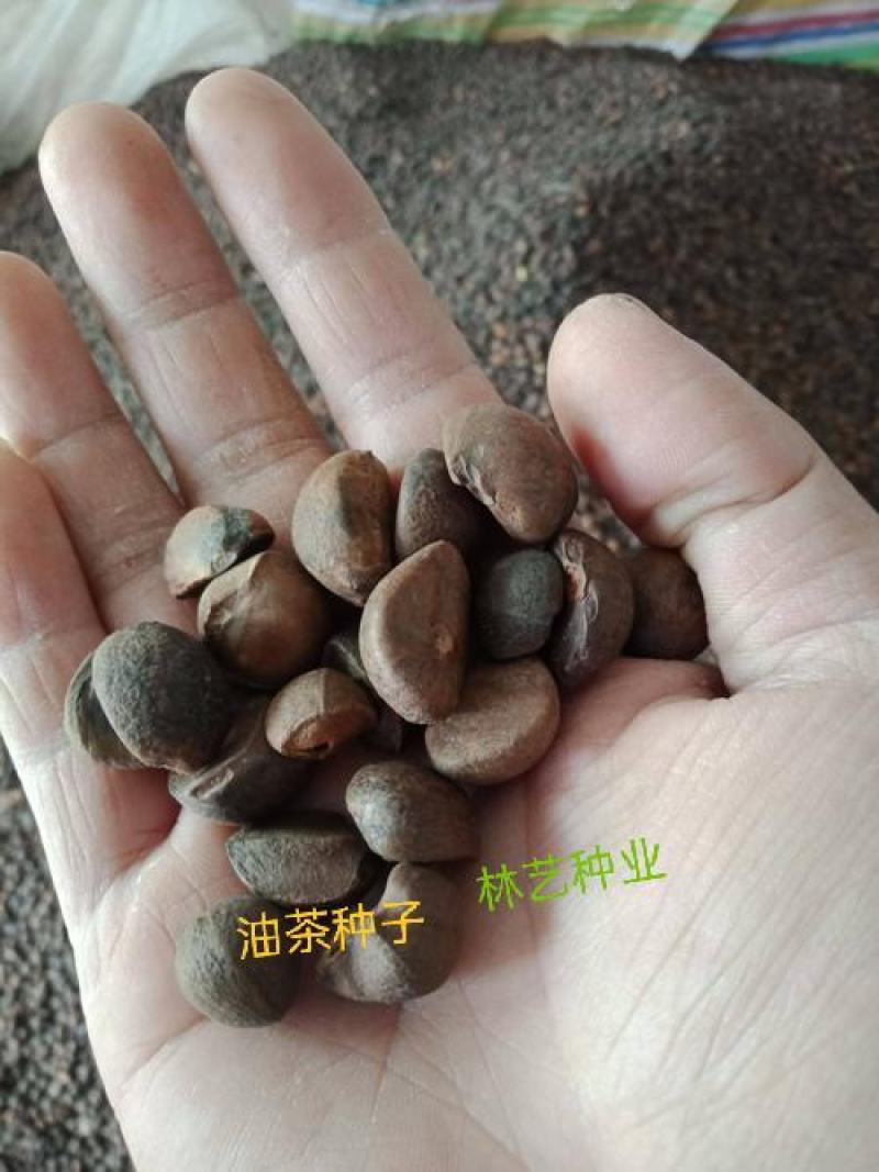 新采油茶种子红花大果油茶种子白花油茶茶花油茶油茶树籽