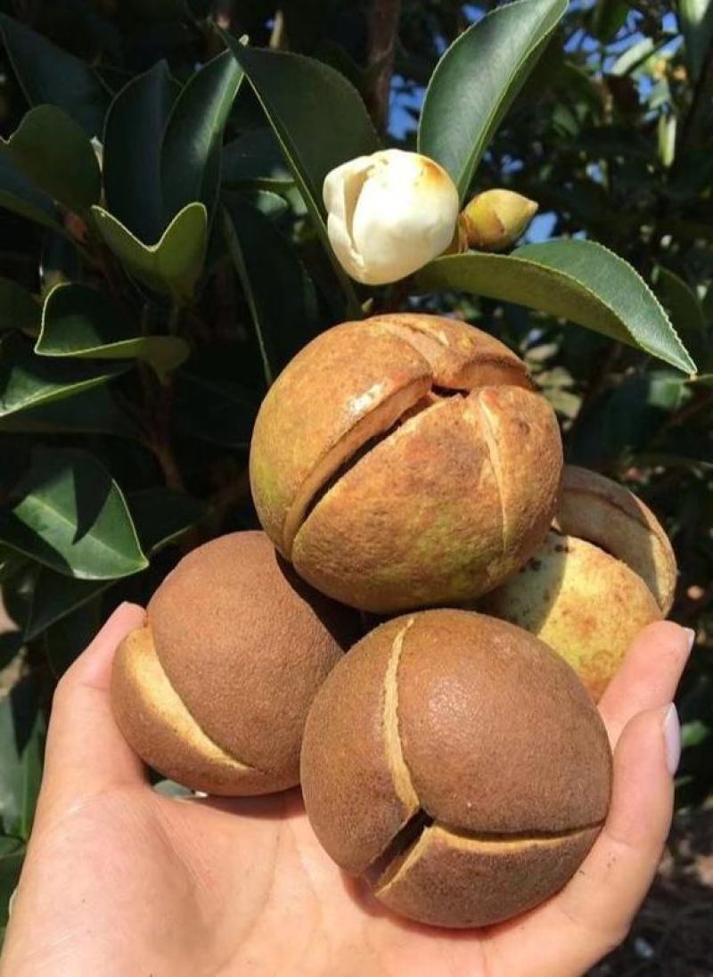 新采油茶种子红花大果油茶种子白花油茶茶花油茶油茶树籽