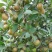 新采油茶种子红花大果油茶种子白花油茶茶花油茶油茶树籽