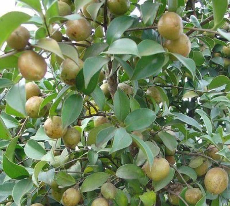 新采油茶种子红花大果油茶种子白花油茶茶花油茶油茶树籽