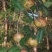 新采油茶种子红花大果油茶种子白花油茶茶花油茶油茶树籽