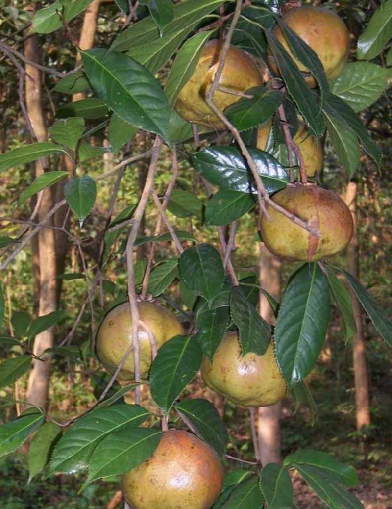 新采油茶种子红花大果油茶种子白花油茶茶花油茶油茶树籽