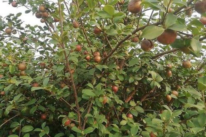 新采油茶种子红花大果油茶种子白花油茶茶花油茶油茶树籽