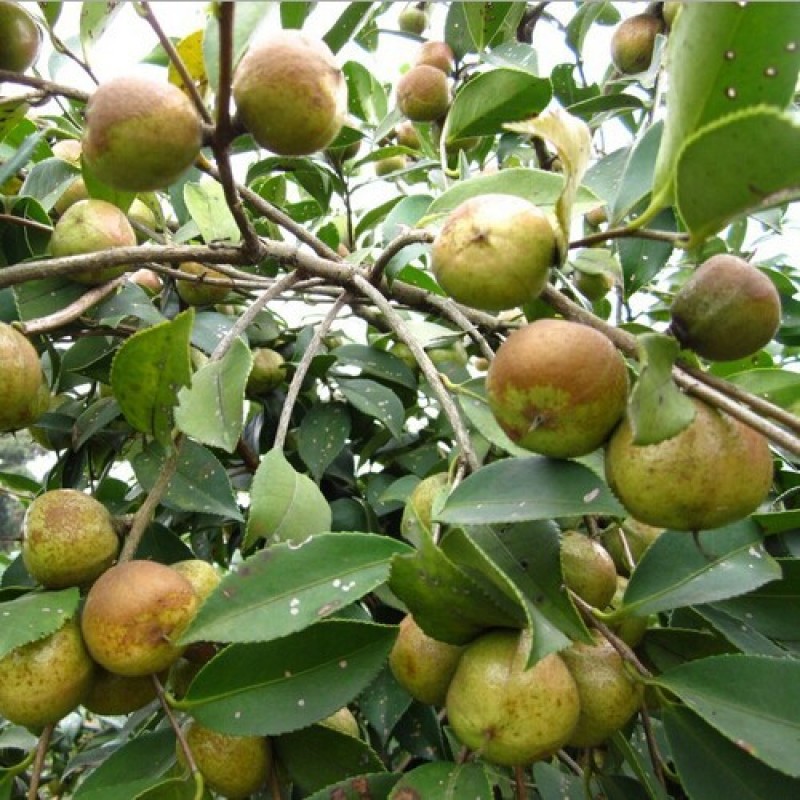 新采油茶种子红花大果油茶种子白花油茶茶花油茶油茶树籽