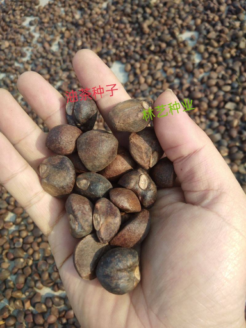 新采油茶种子红花大果油茶种子白花油茶茶花油茶油茶树籽