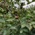 新采油茶种子红花大果油茶种子白花油茶茶花油茶油茶树籽