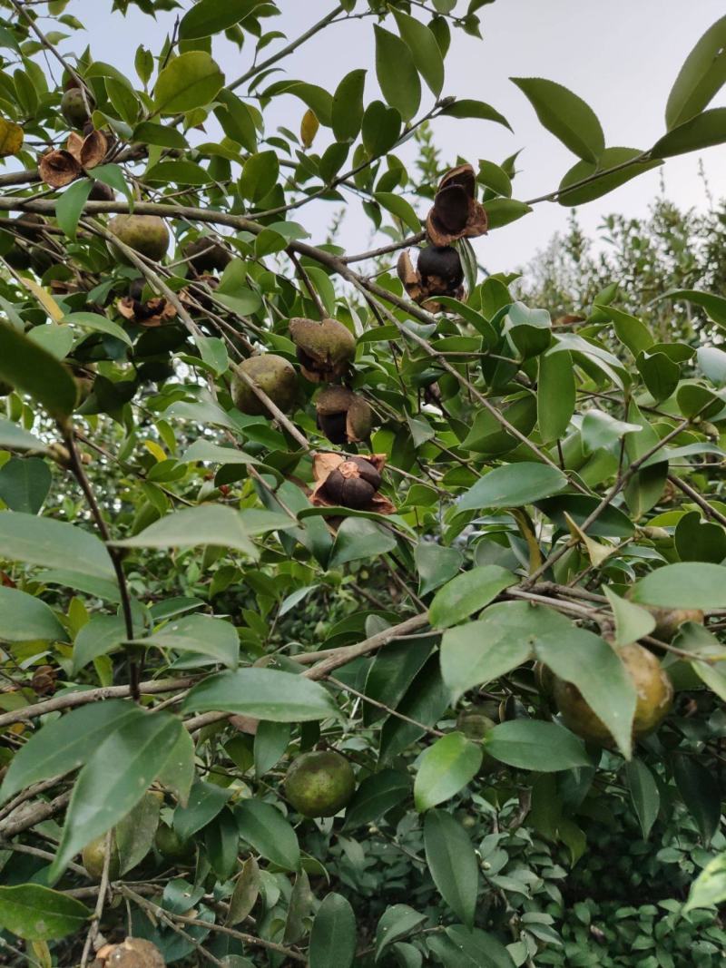 新采油茶种子红花大果油茶种子白花油茶茶花油茶油茶树籽