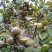 新采油茶种子红花大果油茶种子白花油茶茶花油茶油茶树籽