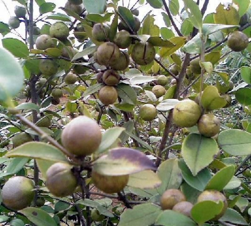 新采油茶种子红花大果油茶种子白花油茶茶花油茶油茶树籽