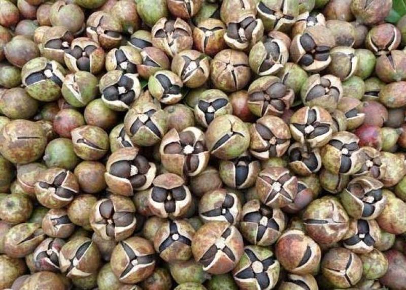 新采油茶种子红花大果油茶种子白花油茶茶花油茶油茶树籽