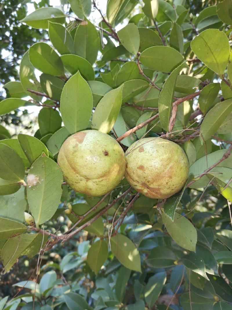 新采油茶种子红花大果油茶种子白花油茶茶花油茶油茶树籽