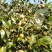 新采油茶种子红花大果油茶种子白花油茶茶花油茶油茶树籽