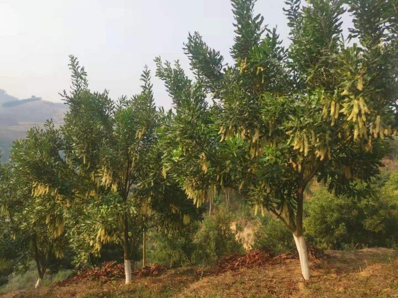澳洲坚果，800亩产量，69吨左右，2.6规格，有意联系