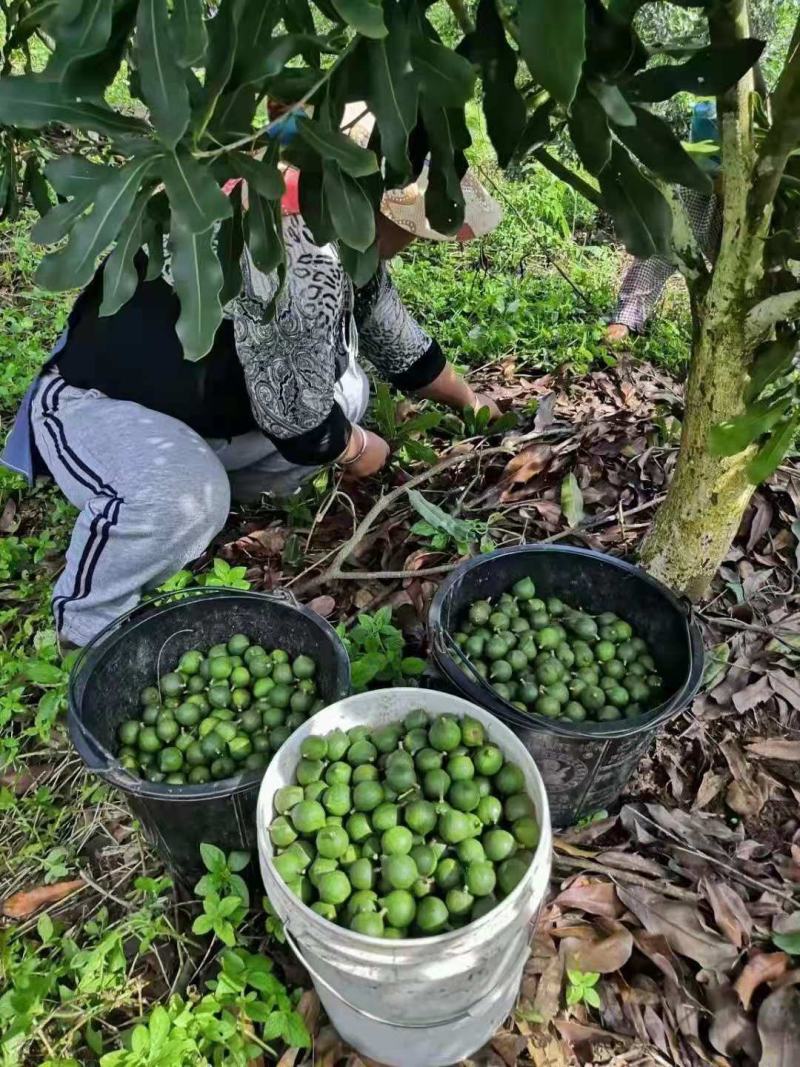 澳洲坚果，800亩产量，69吨左右，2.6规格，有意联系