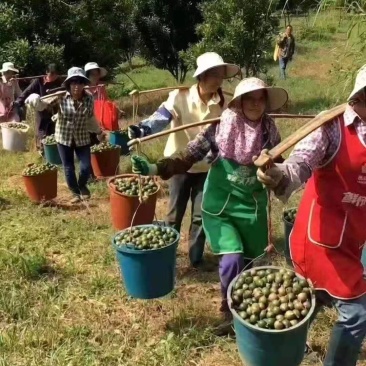 澳洲坚果，800亩产量，69吨左右，2.6规格，有意联系