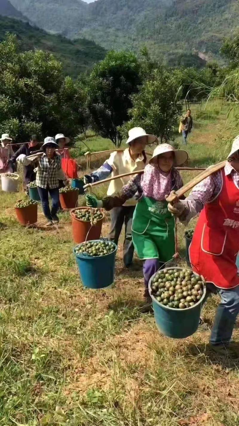 澳洲坚果，800亩产量，69吨左右，2.6规格，有意联系