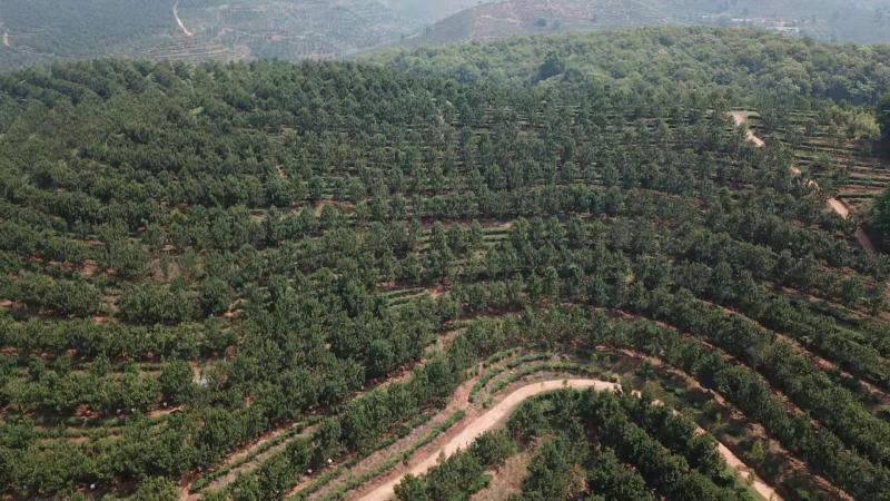 澳洲坚果，800亩产量，69吨左右，2.6规格，有意联系
