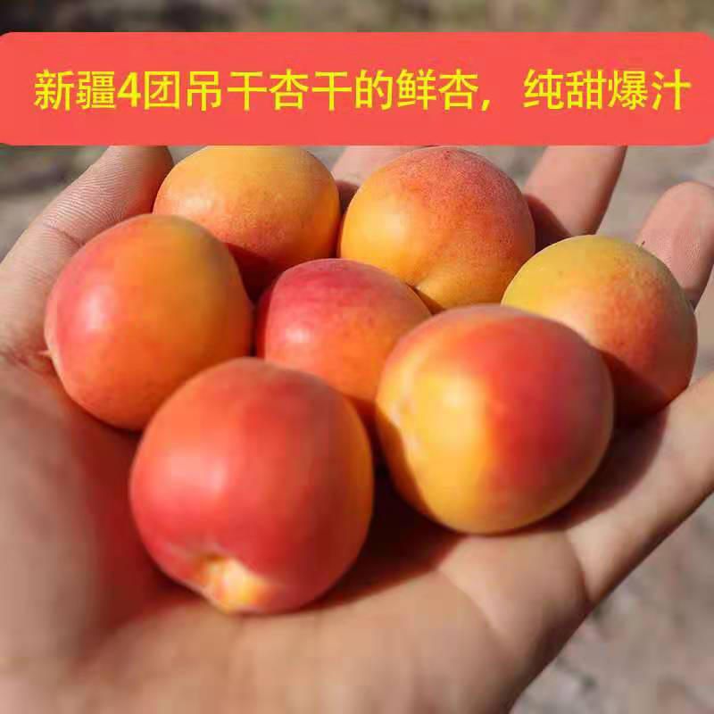 新疆吊干杏，阿克苏四团小红杏一件代发招代理顺风全国包邮