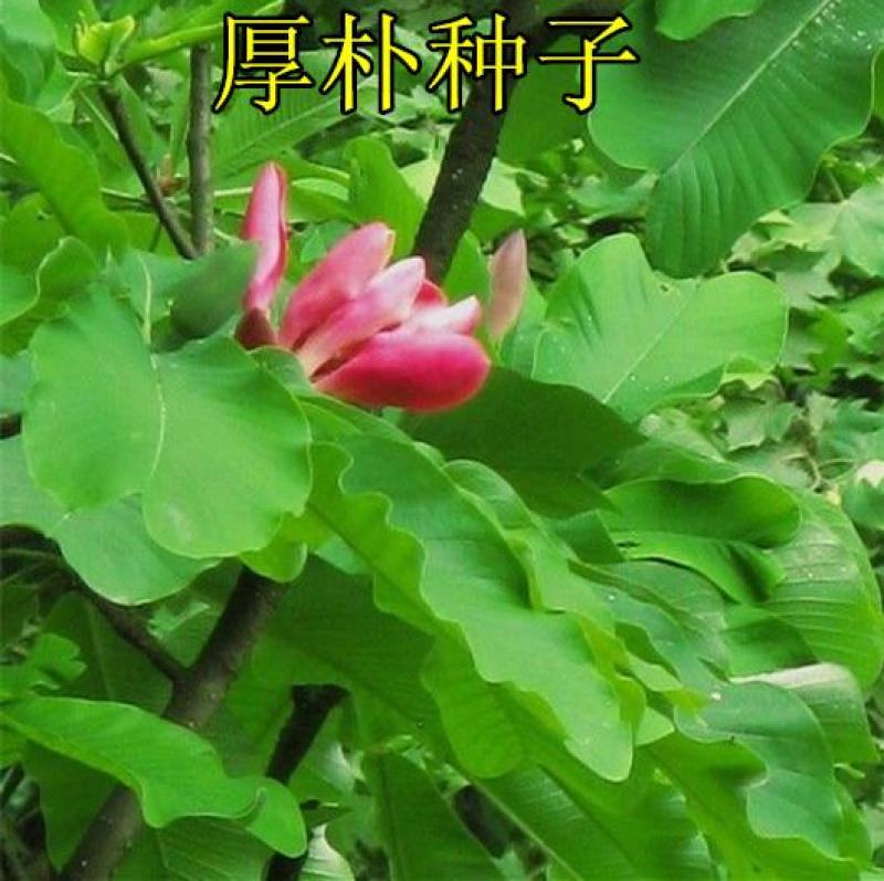 厚朴种子日本厚朴种子药材种子园林绿化树种子苗木绿化