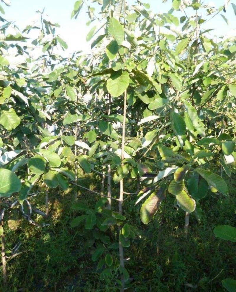 厚朴种子日本厚朴种子药材种子园林绿化树种子苗木绿化