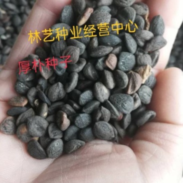厚朴种子日本厚朴种子药材种子园林绿化树种子苗木绿化