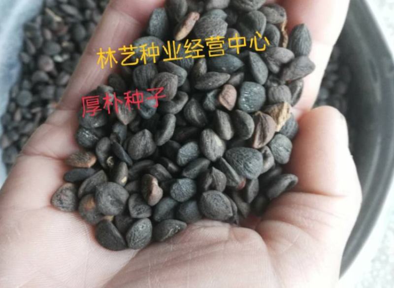 厚朴种子日本厚朴种子药材种子园林绿化树种子苗木绿化