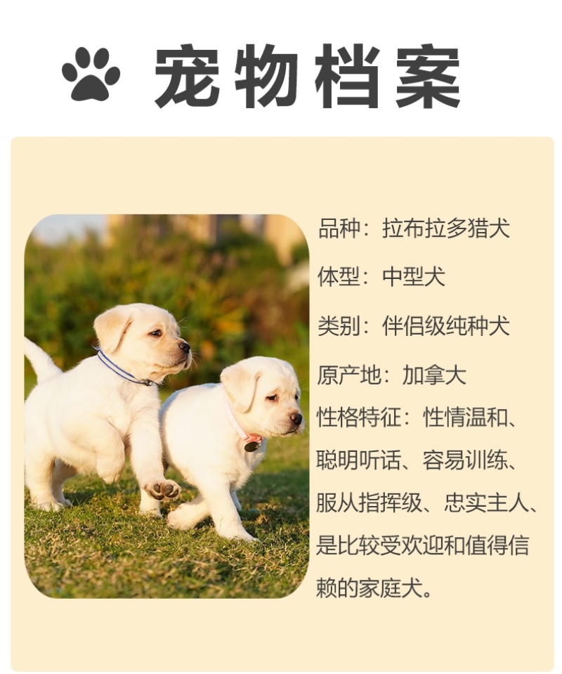 纯种拉布拉多犬幼犬活体神犬小七导盲犬黑色拉布拉多幼犬宠物