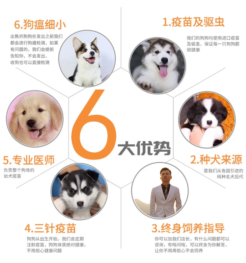 纯种金毛犬幼犬导盲犬寻回犬大骨架金毛幼犬