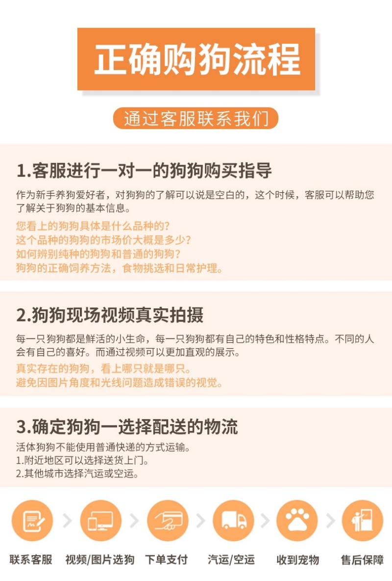 纯种血统马犬幼犬比利时马犬警犬护卫犬大骨架