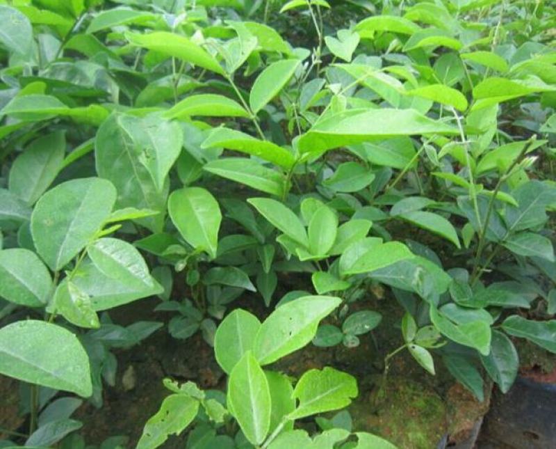 野生牛大力种子大力薯小叶细叶中叶大叶牛大力种籽