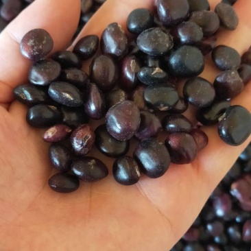 野生牛大力种子大力薯小叶细叶中叶大叶牛大力种籽
