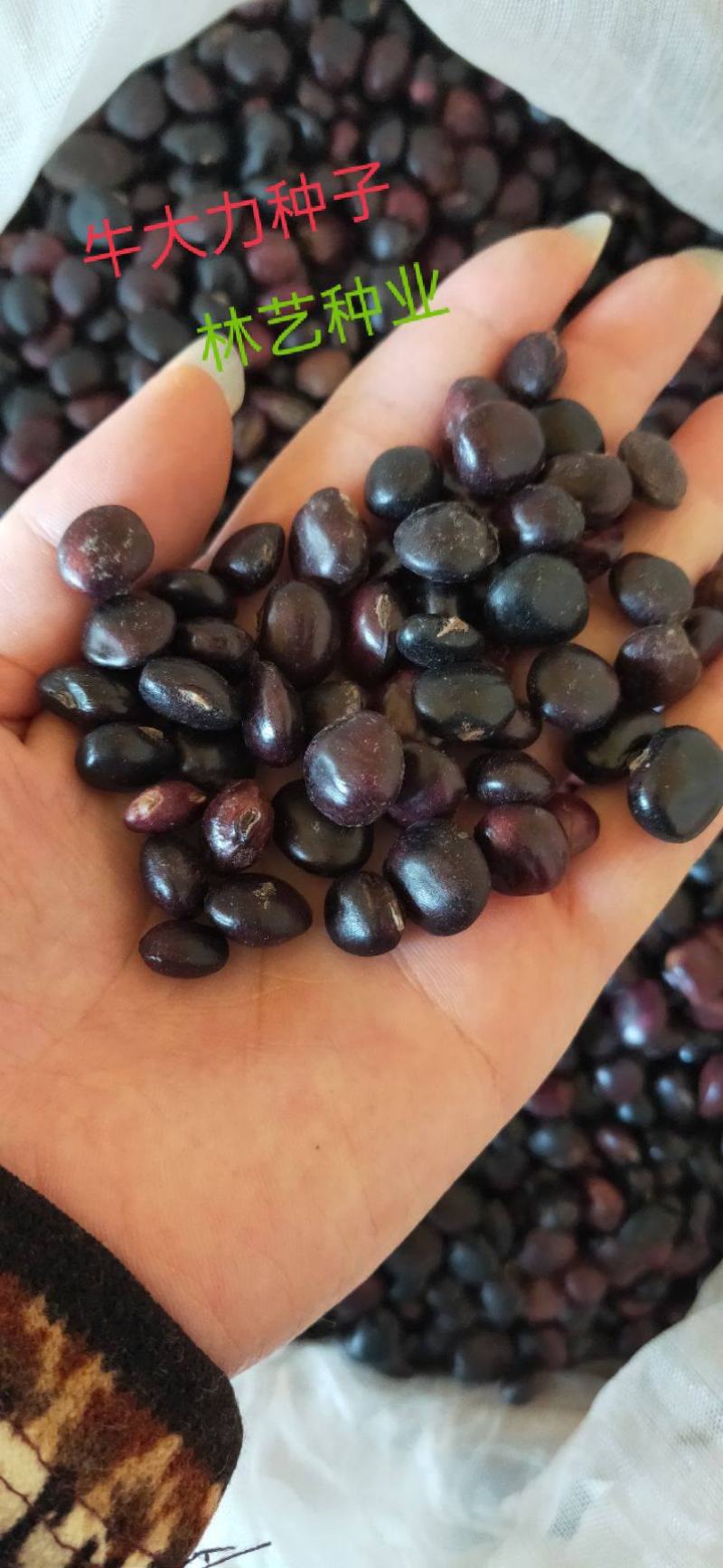 野生牛大力种子大力薯小叶细叶中叶大叶牛大力种籽