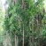 野生牛大力种子大力薯小叶细叶中叶大叶牛大力种籽