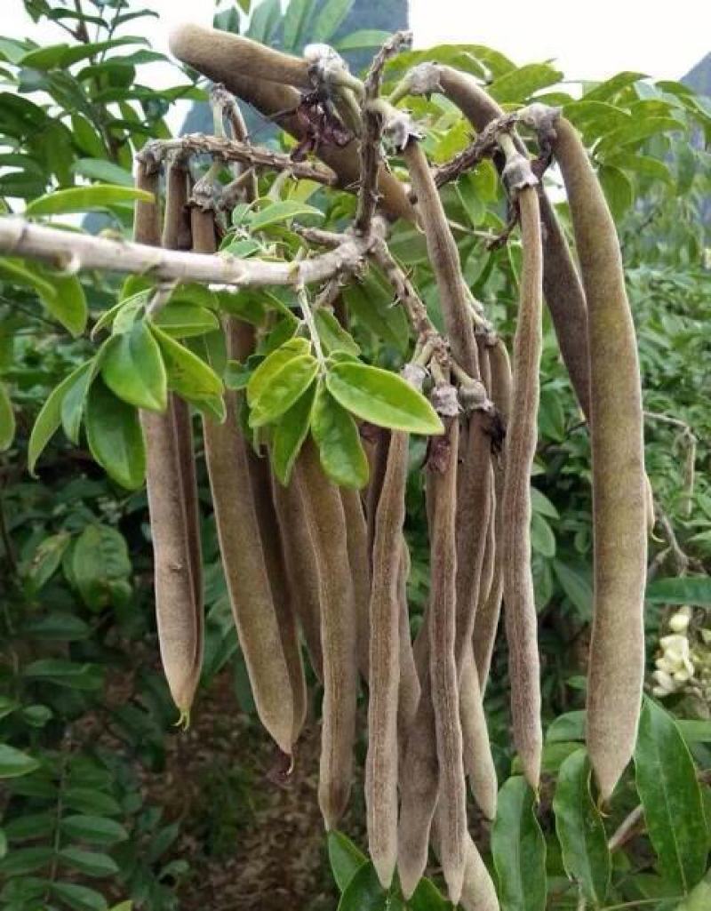 野生牛大力种子大力薯小叶细叶中叶大叶牛大力种籽