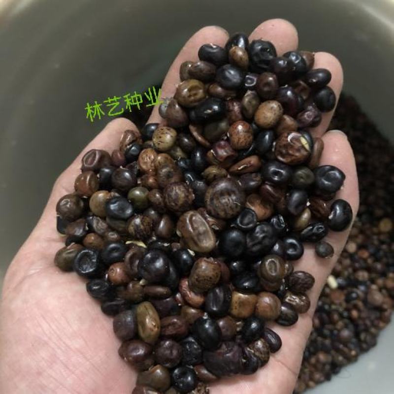 野生牛大力种子大力薯小叶细叶中叶大叶牛大力种籽