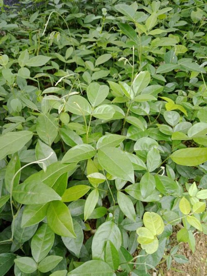 野生牛大力种子大力薯小叶细叶中叶大叶牛大力种籽