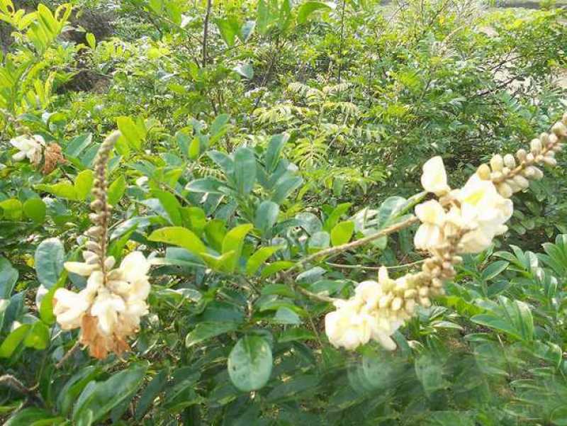 野生牛大力种子大力薯小叶细叶中叶大叶牛大力种籽
