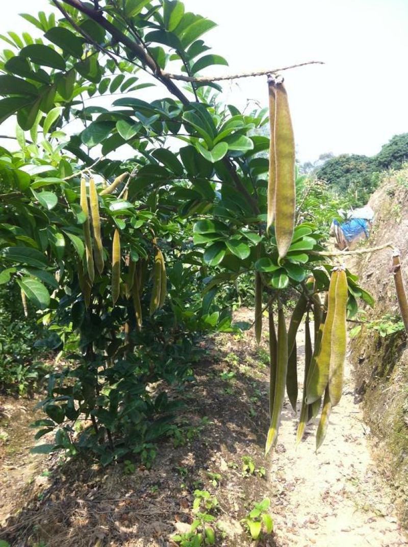 野生牛大力种子大力薯小叶细叶中叶大叶牛大力种籽