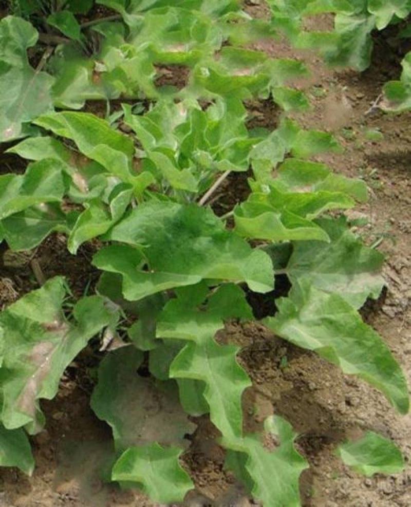 牛蒡种子中药材种子纯新牛蒡根大力子种籽野菜四季种植