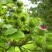 牛蒡种子中药材种子纯新牛蒡根大力子种籽野菜四季种植