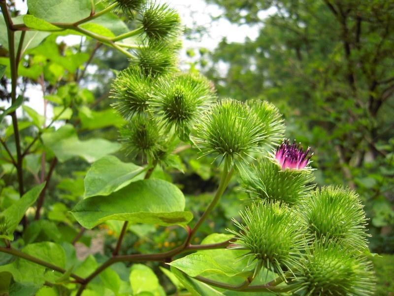牛蒡种子中药材种子纯新牛蒡根大力子种籽野菜四季种植