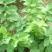 牛蒡种子中药材种子纯新牛蒡根大力子种籽野菜四季种植