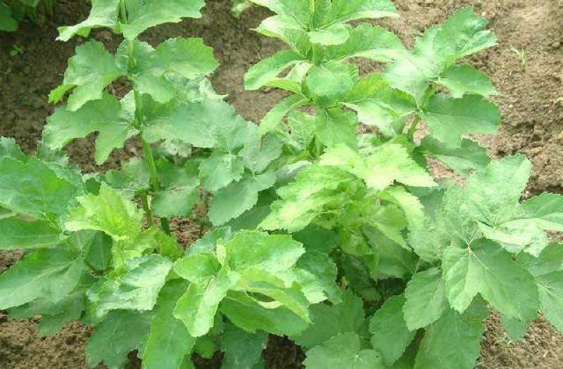 牛蒡种子中药材种子纯新牛蒡根大力子种籽野菜四季种植
