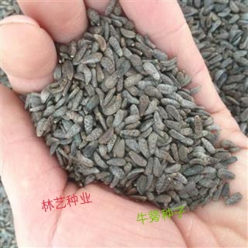 牛蒡种子中药材种子纯新牛蒡根大力子种籽野菜四季种植