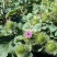 牛蒡种子中药材种子纯新牛蒡根大力子种籽野菜四季种植