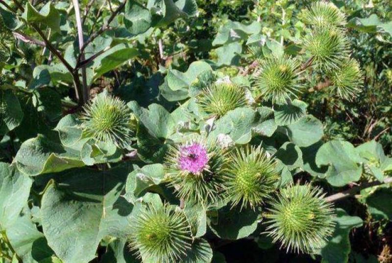 牛蒡种子中药材种子纯新牛蒡根大力子种籽野菜四季种植