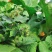 牛蒡种子中药材种子纯新牛蒡根大力子种籽野菜四季种植
